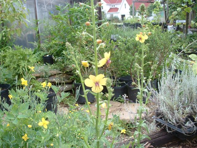 Verbascum blattaria